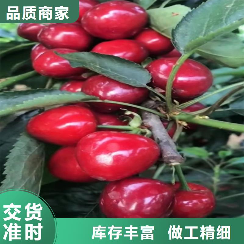 樱桃石榴树厂家售后完善