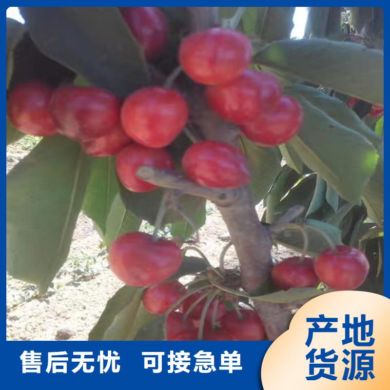 【樱桃梨树苗源头采购】