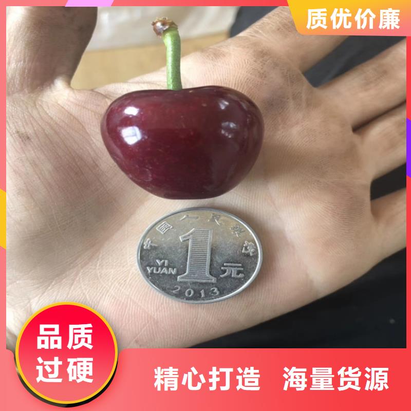 樱桃李树苗用的放心