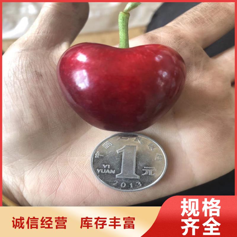 樱桃,樱桃苗我们更专业