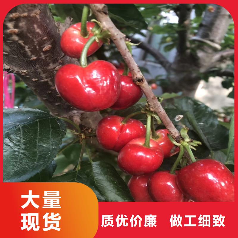 樱桃樱桃苗品牌企业