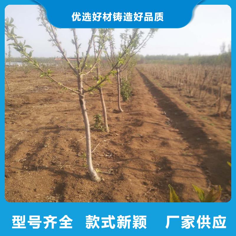 樱桃玛瑙红石榴苗好产品放心购