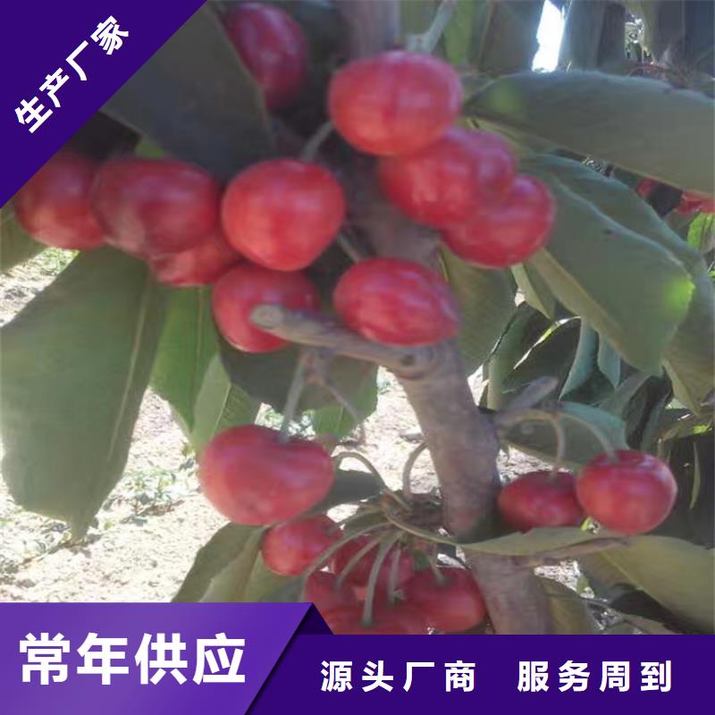 樱桃无花果苗品质保障价格合理