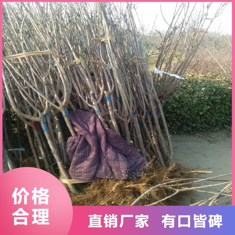 樱桃无花果苗品质保障价格合理