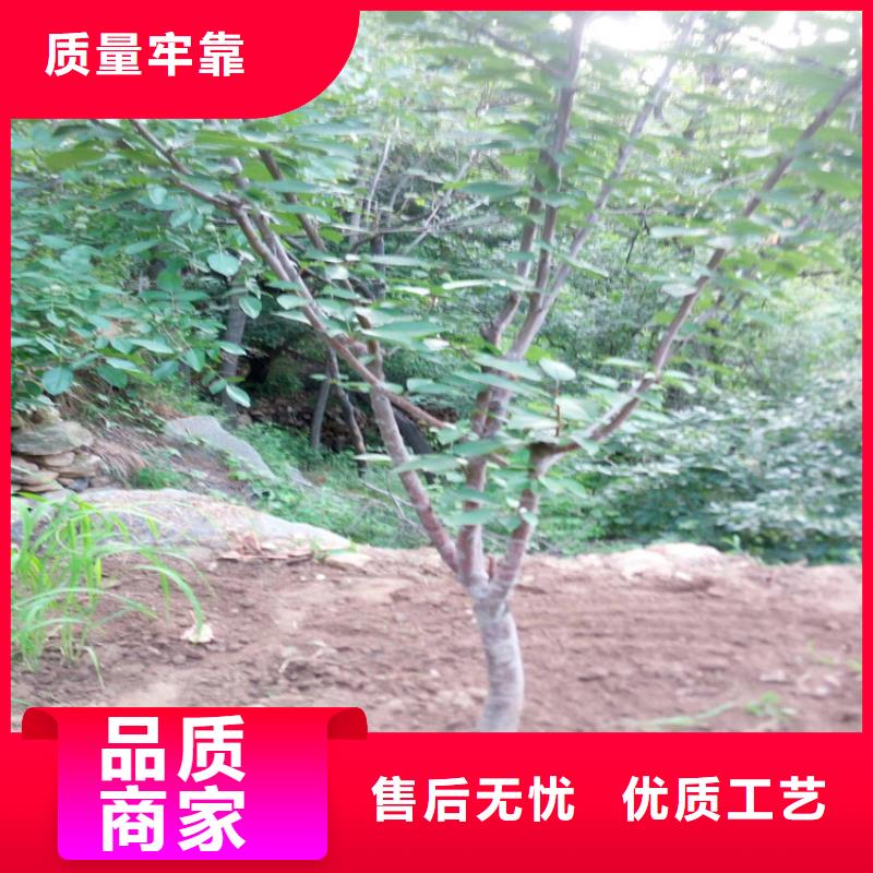 樱桃,樱桃苗我们更专业