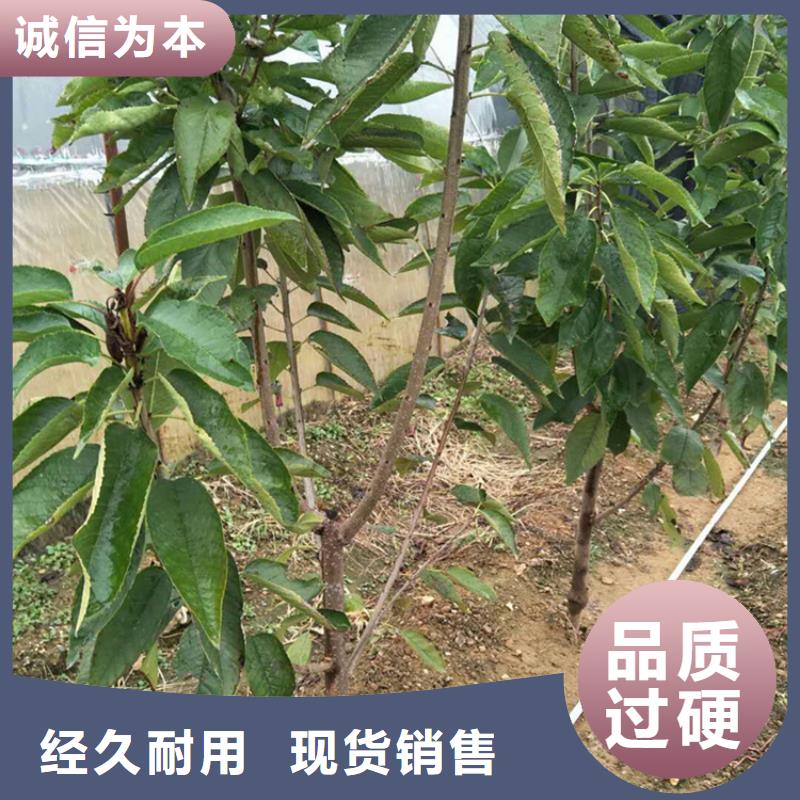 樱桃石榴树厂家售后完善