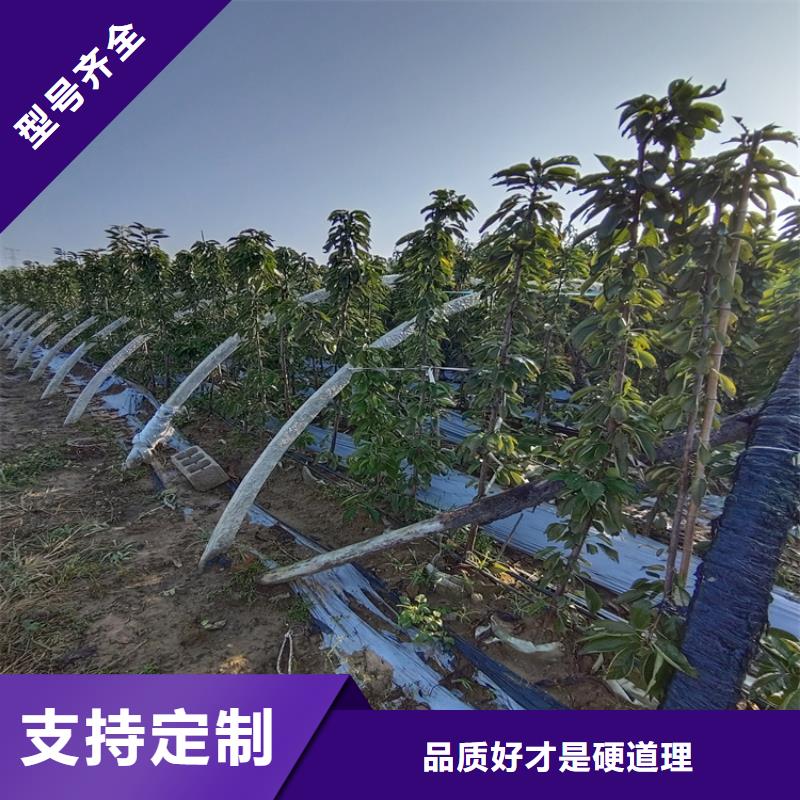 樱桃李树苗用的放心