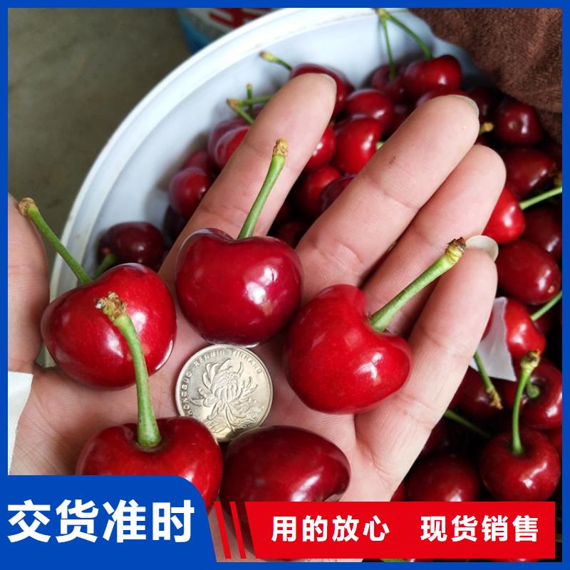 樱桃苹果苗丰富的行业经验