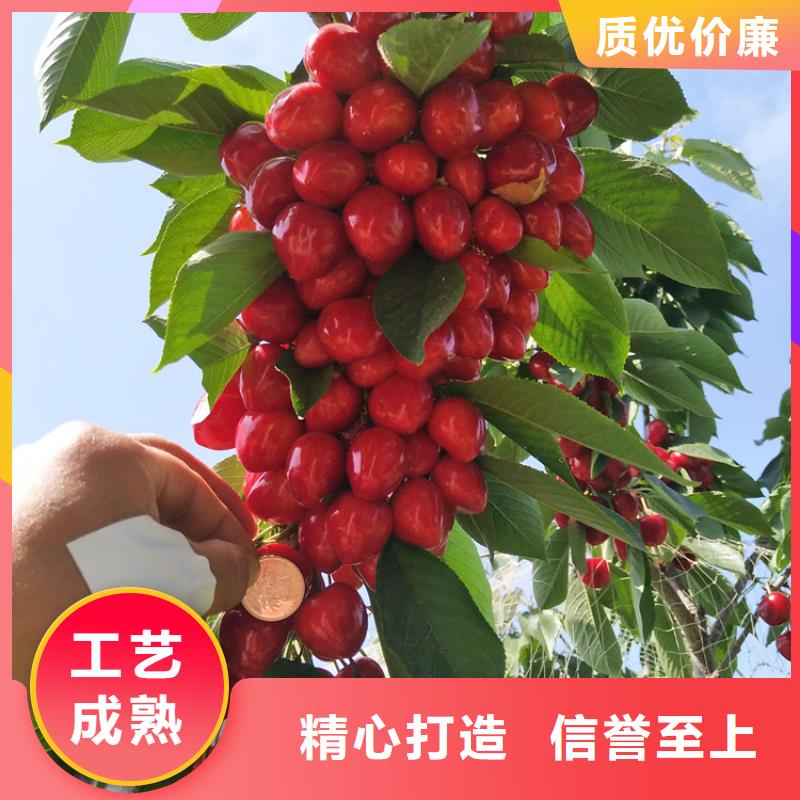 樱桃石榴树厂家售后完善