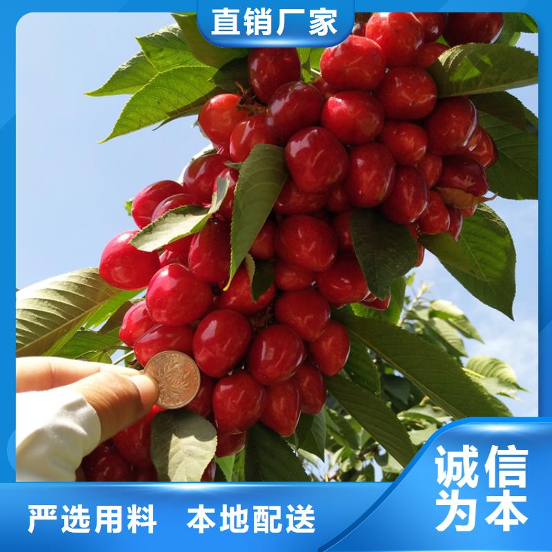 樱桃-【葡萄苗】客户信赖的厂家