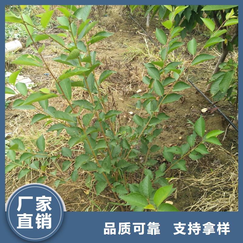 樱桃北美冬青产地货源