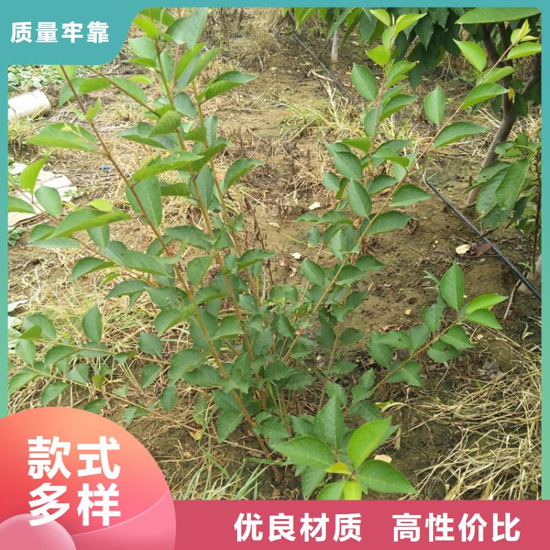 樱桃,樱桃苗无中间商厂家直销
