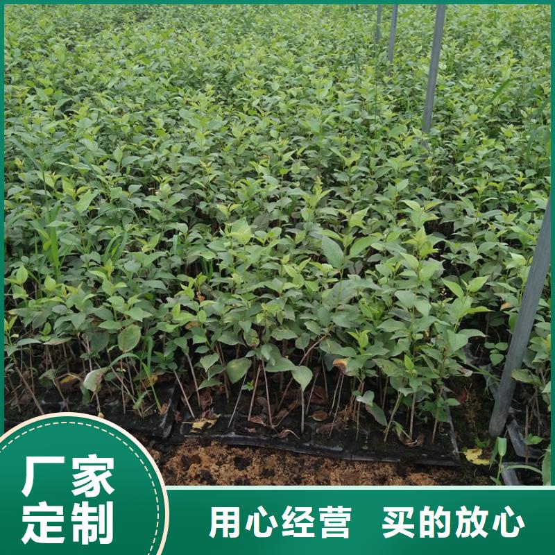 樱桃苹果苗丰富的行业经验