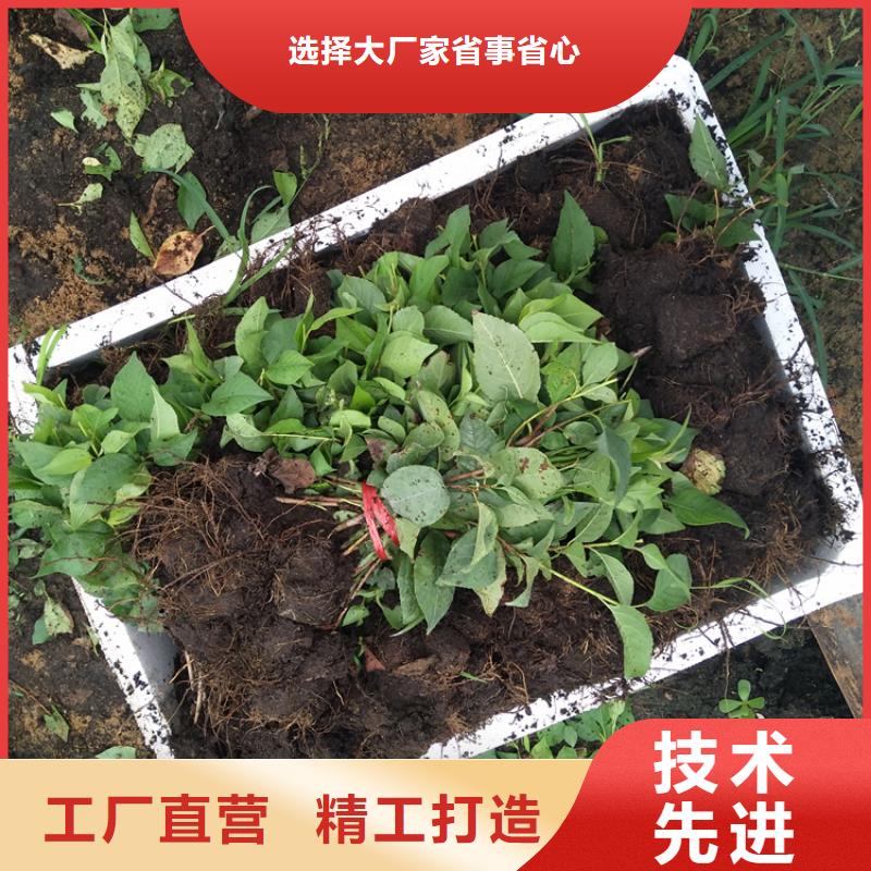 【樱桃樱桃苗专注生产制造多年】