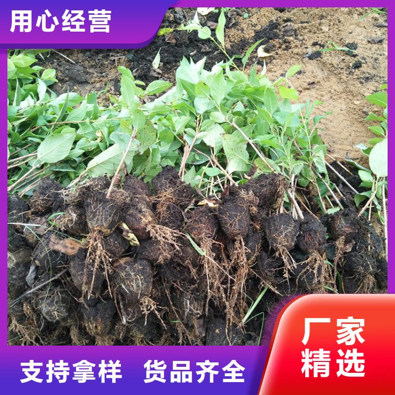 【樱桃_樱桃苗0中间商差价】