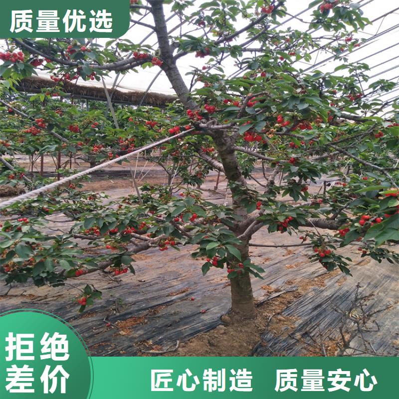 樱桃石榴树海量现货直销