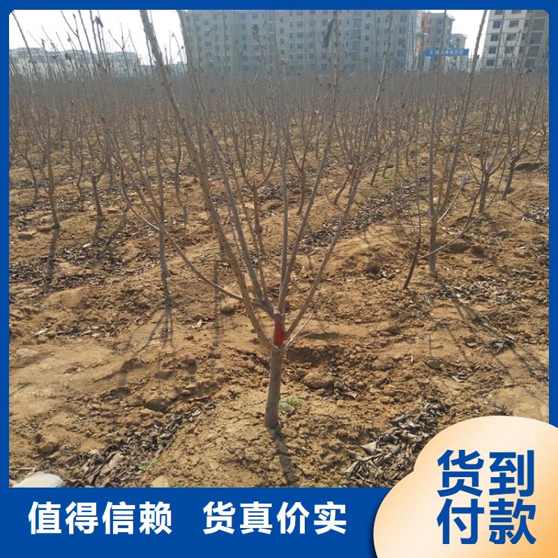 樱桃-樱桃苗货源直销