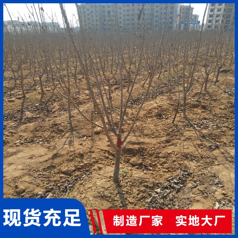 樱桃板栗苗品质服务诚信为本