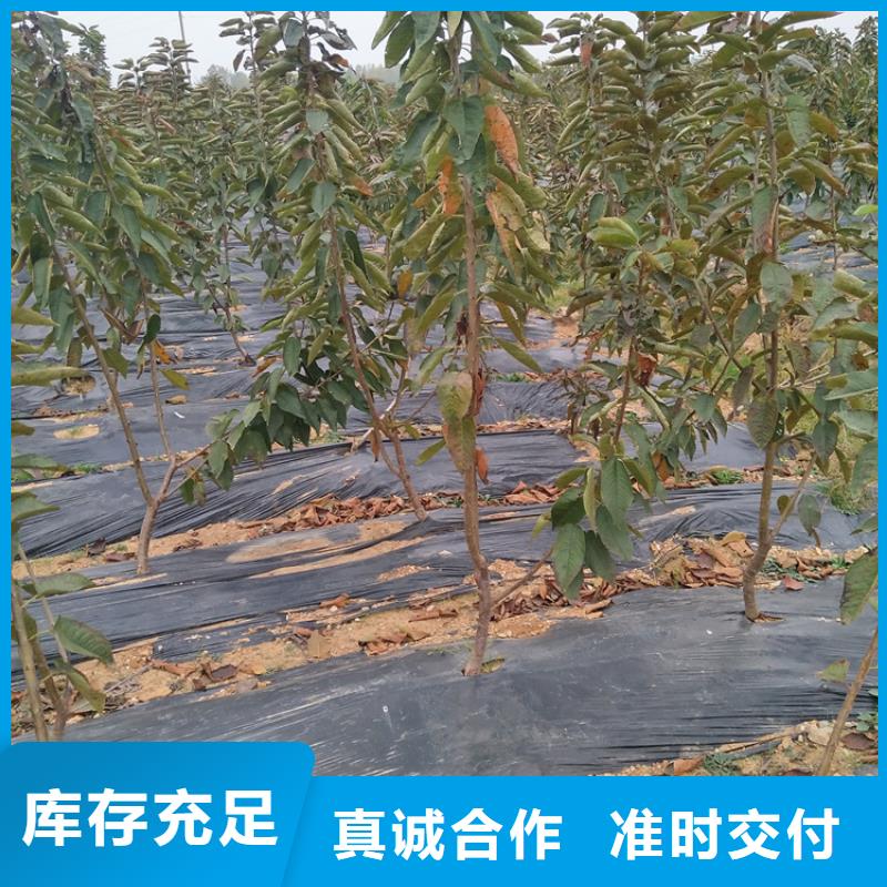 樱桃-【桃树苗】一手货源源头厂家