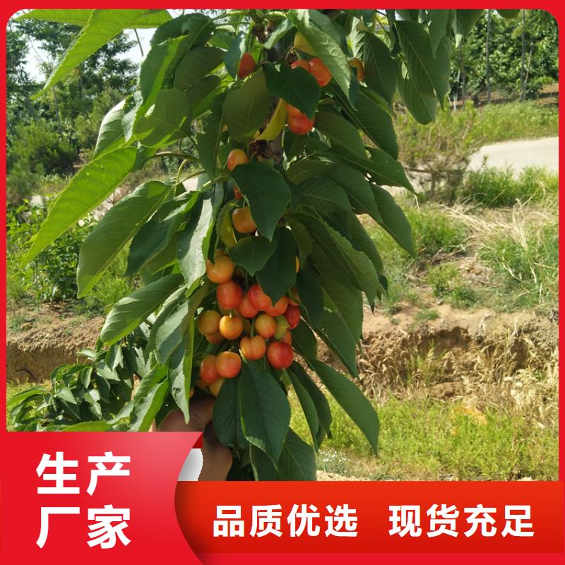 樱桃樱桃苗您想要的我们都有