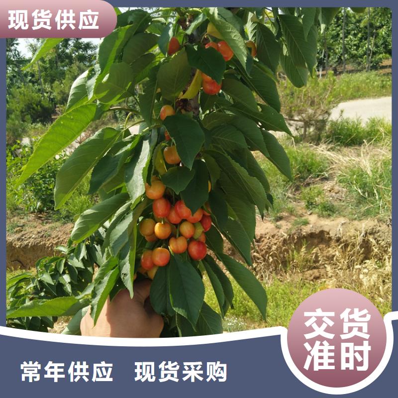 樱桃,【苹果苗】专业信赖厂家