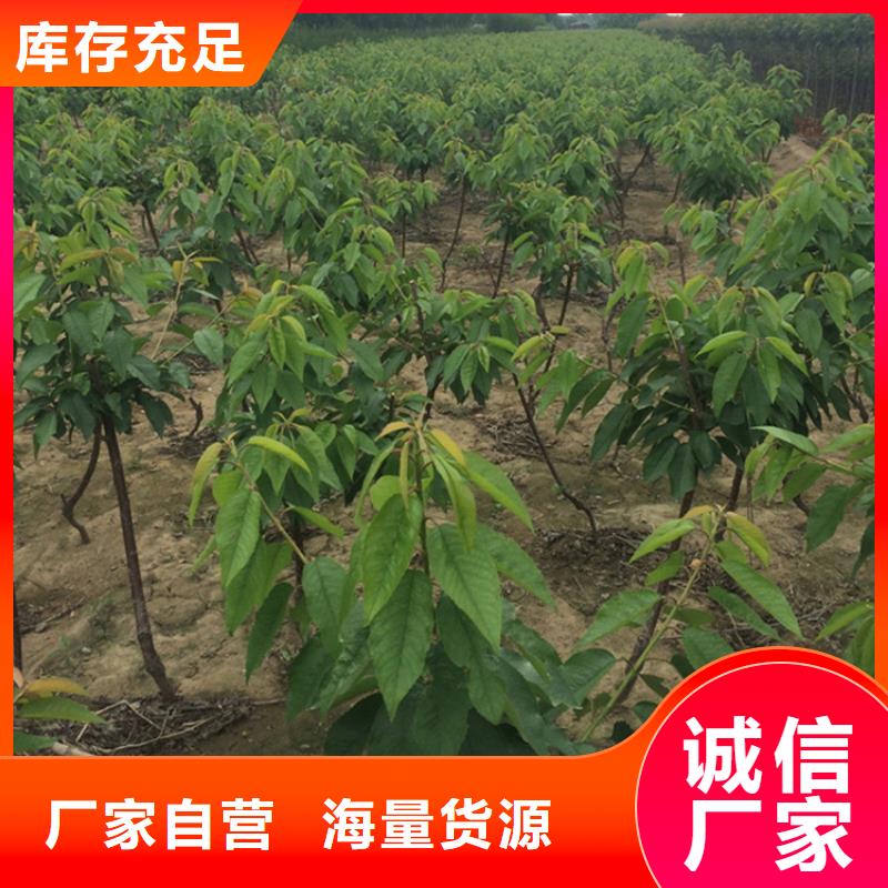 樱桃石榴树厂家售后完善