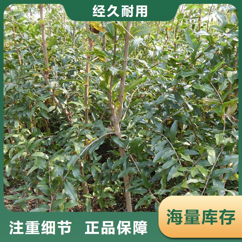 石榴-蓝莓苗信誉有保证