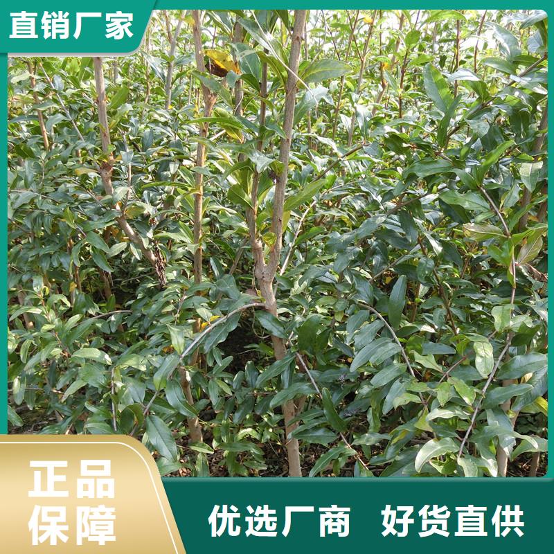 石榴,【桃树苗】适用范围广