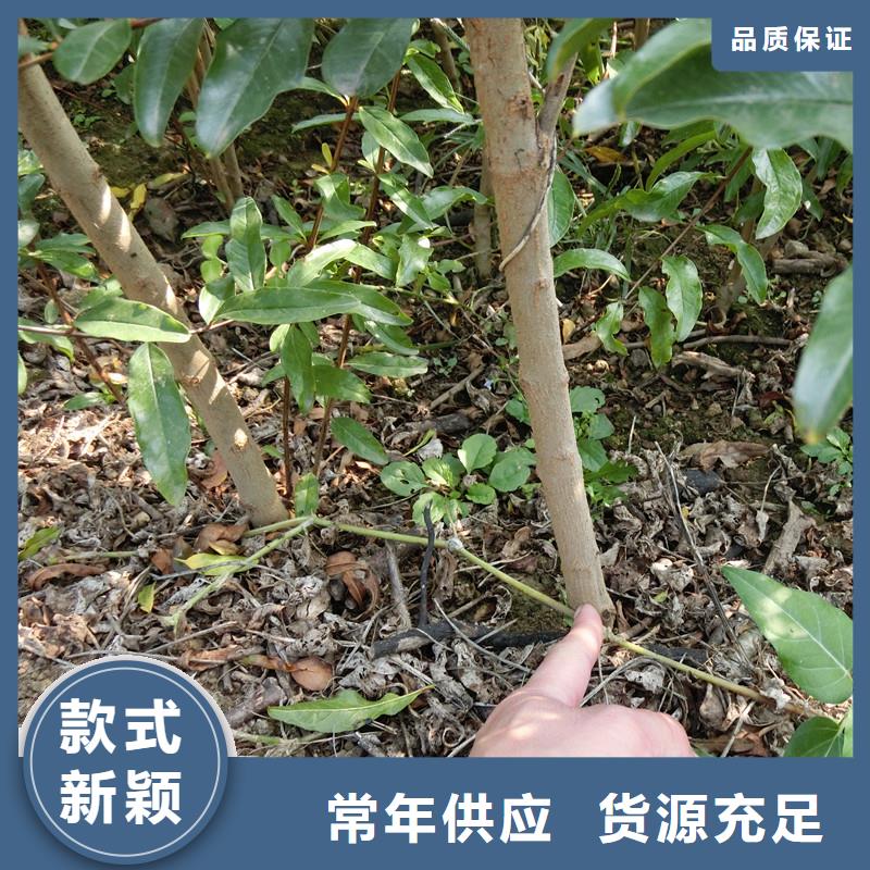 石榴【蘋果苗】聯(lián)系廠家