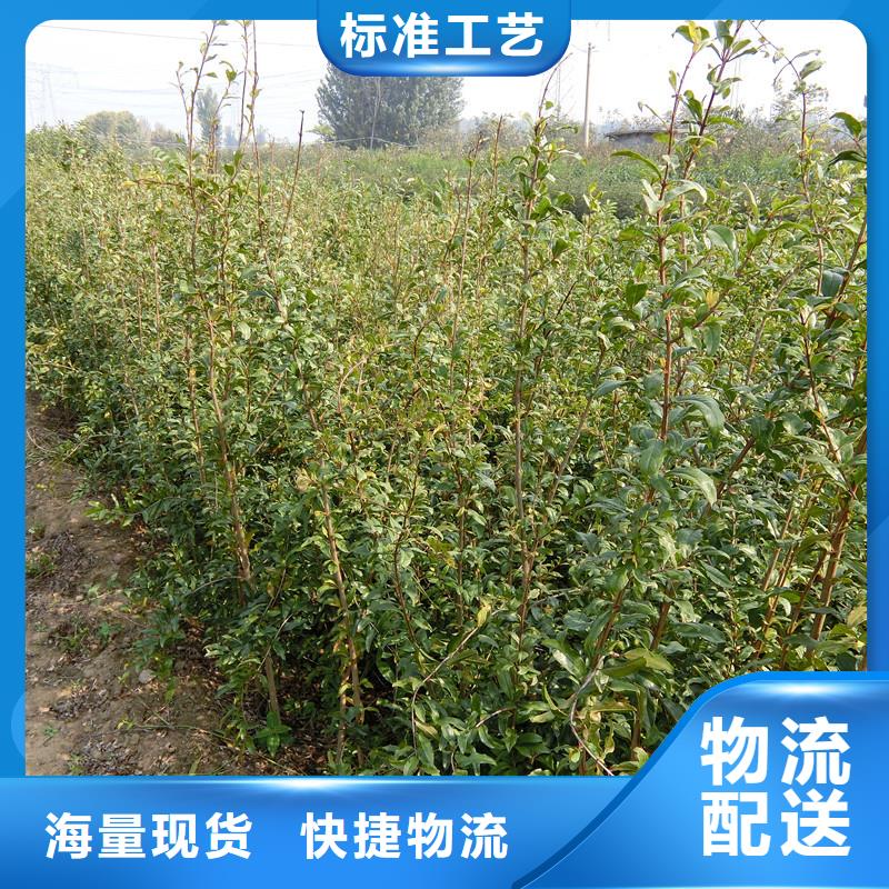 石榴【猕猴桃苗】质量为本