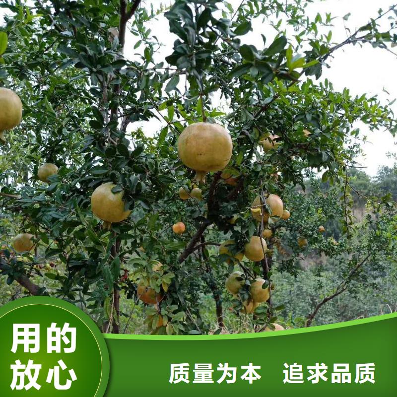 【石榴】无花果苗严格把控每一处细节