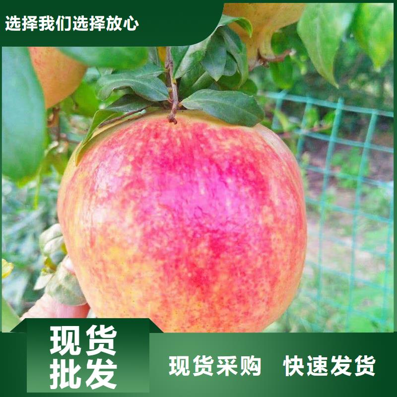 石榴苹果苗源厂定制