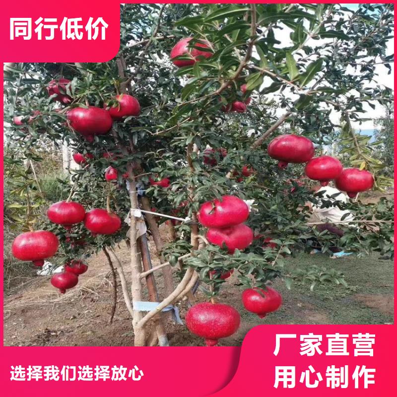 石榴 【樱桃苗】全品类现货价格实在