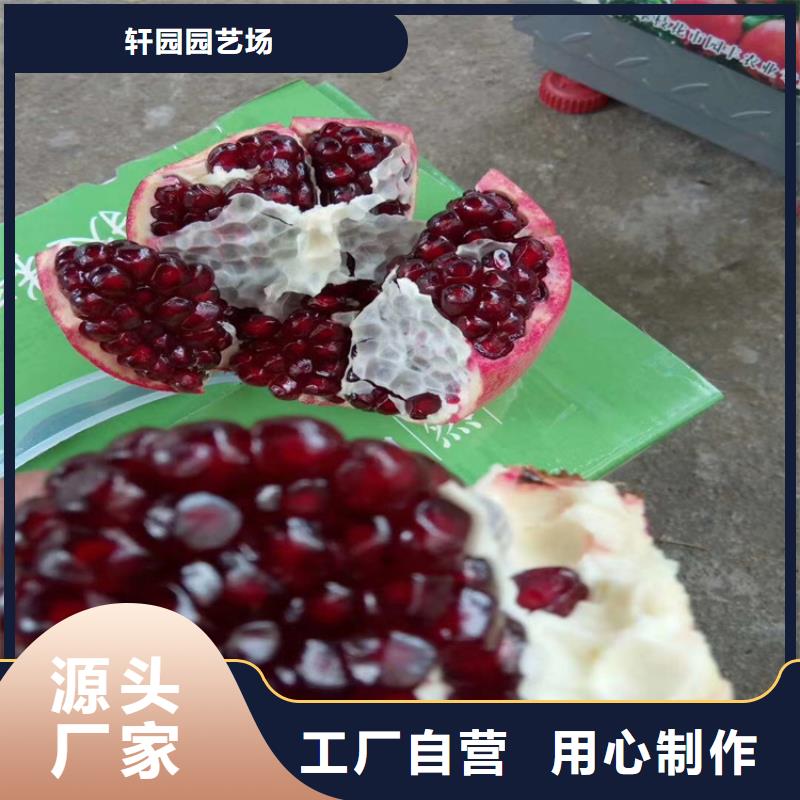 石榴_草莓苗品质保障售后无忧