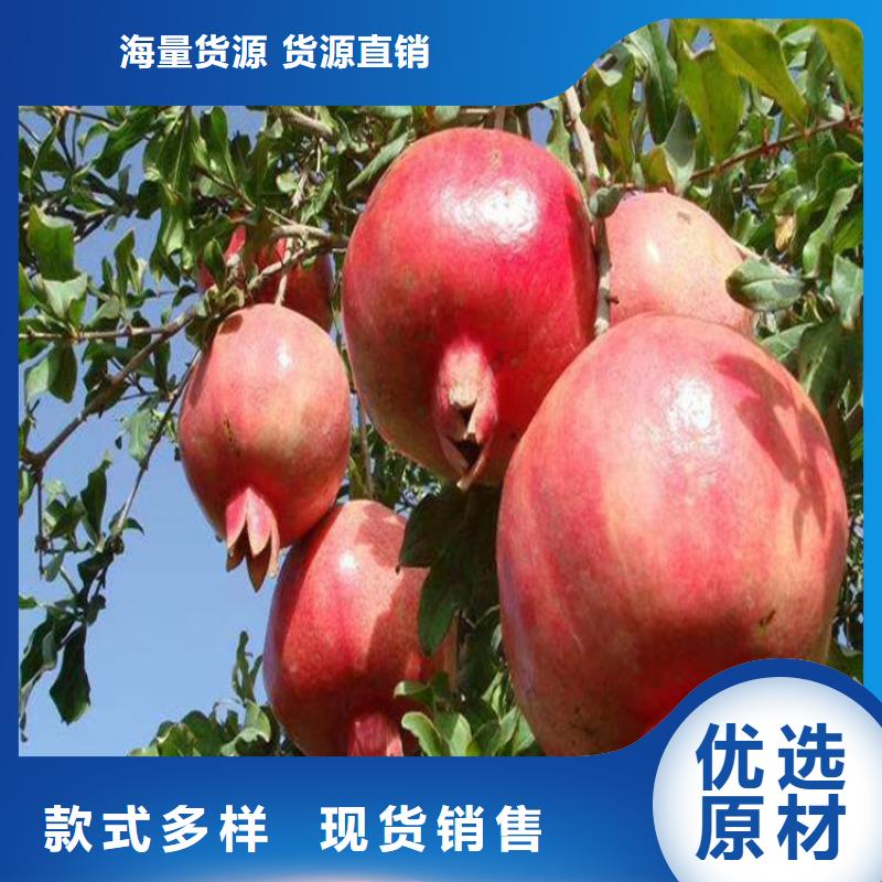 石榴樱桃苗拒绝中间商
