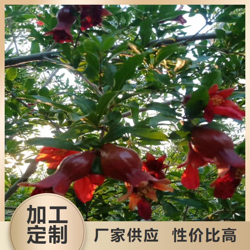 石榴【猕猴桃苗】质量为本