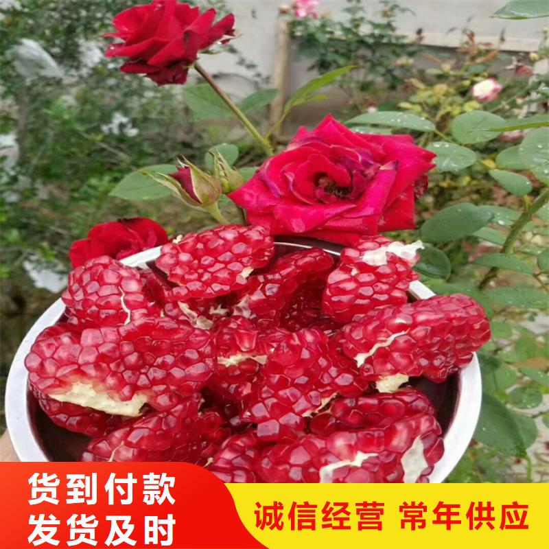 石榴_奶油草莓专业按需定制