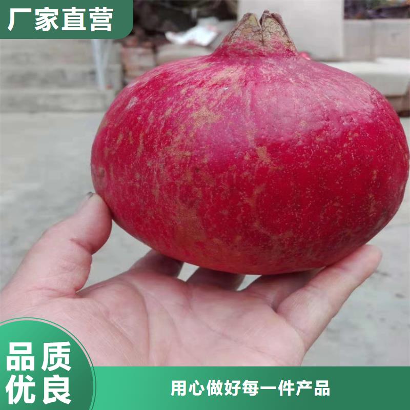 石榴樱桃苗品质信得过