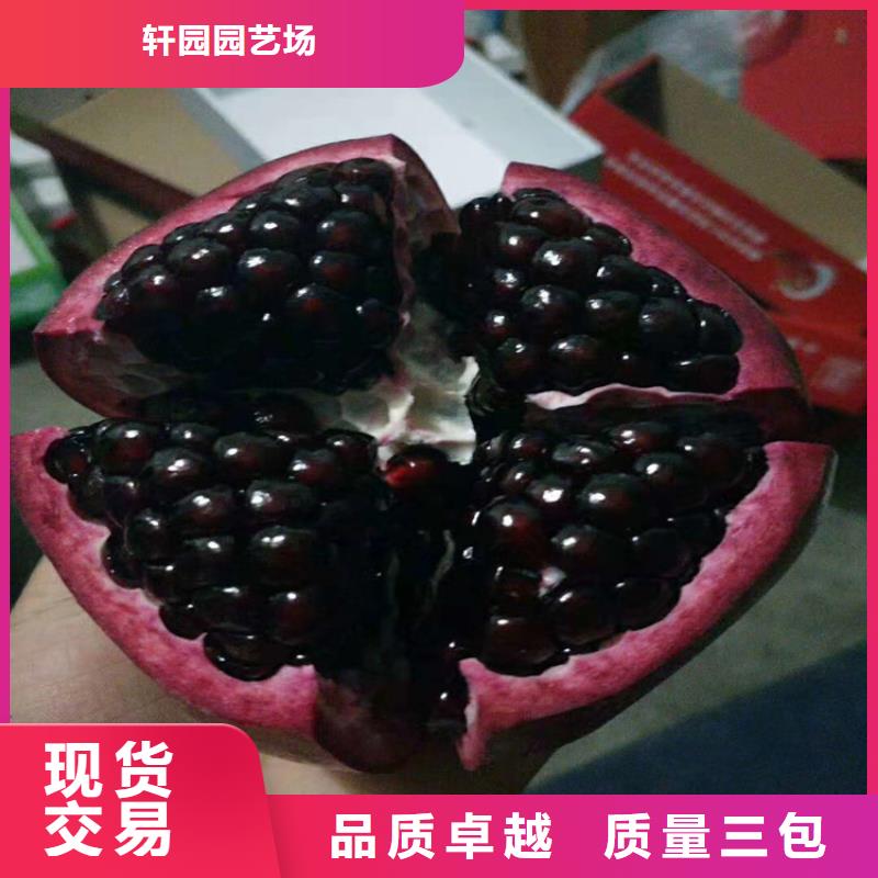 石榴石榴树产地直供
