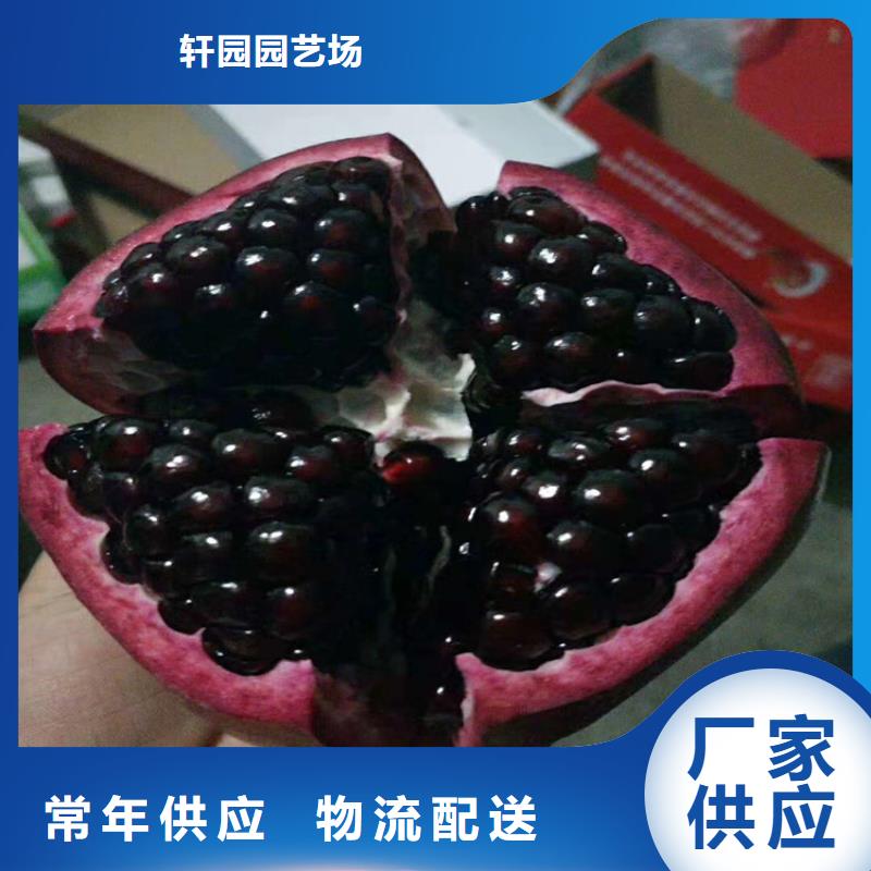 石榴石榴树苗品质优良