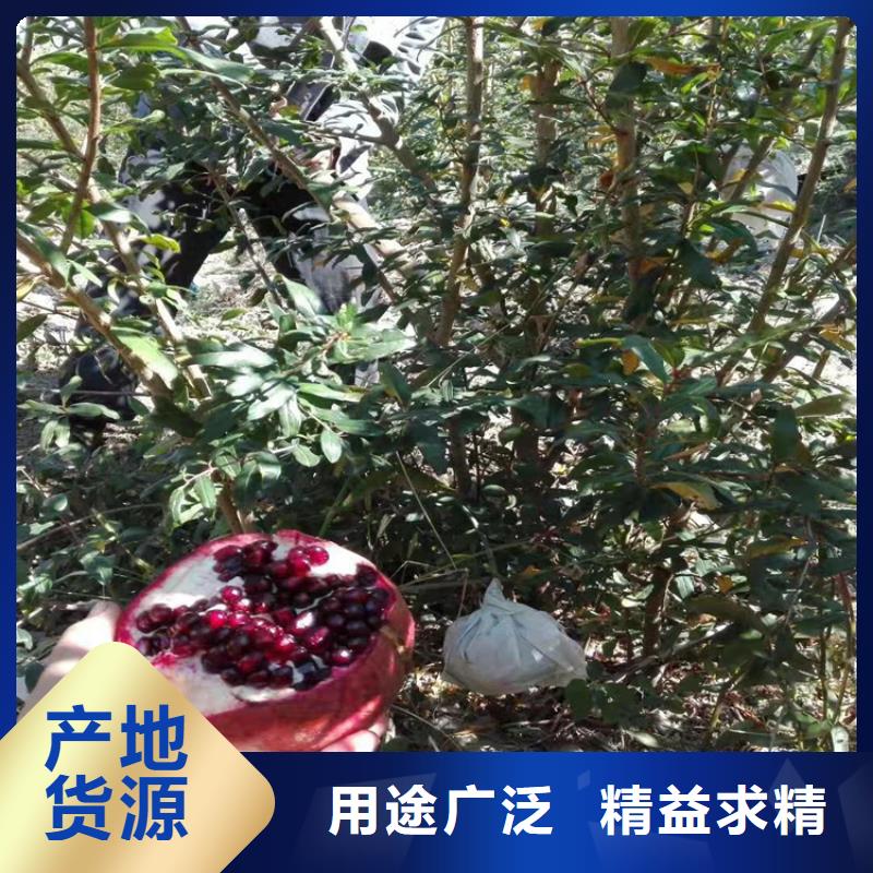 石榴 【樱桃苗】全品类现货价格实在