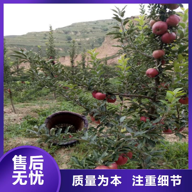 石榴樱桃苗畅销当地