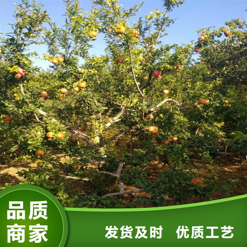 石榴苹果苗把实惠留给您