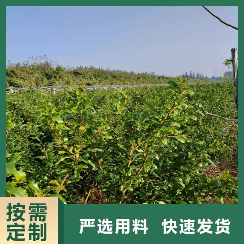 石榴樱桃苗拒绝中间商