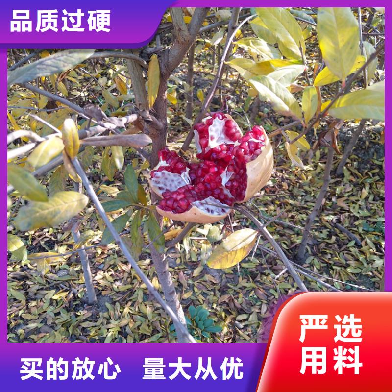 石榴草莓苗满足客户需求