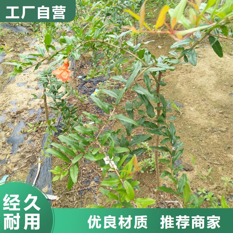 石榴草莓苗满足客户需求