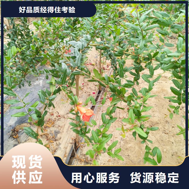 石榴-梨树苗一站式采购商家