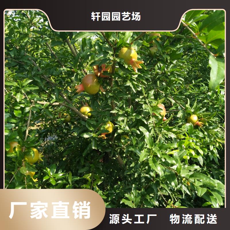 石榴_板栗苗专业生产团队