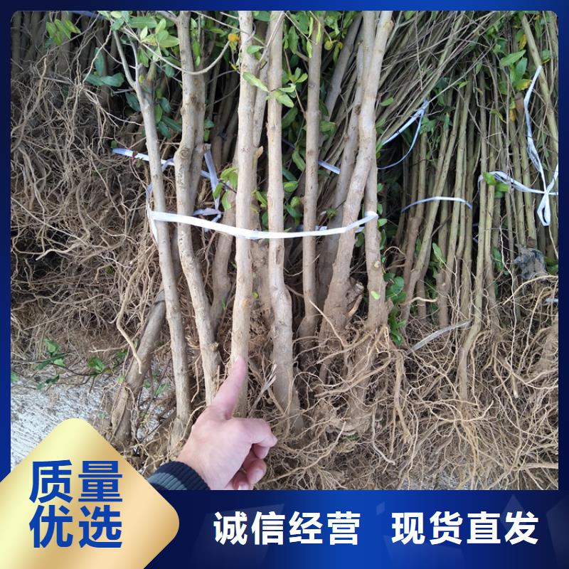 石榴 【樱桃苗】全品类现货价格实在