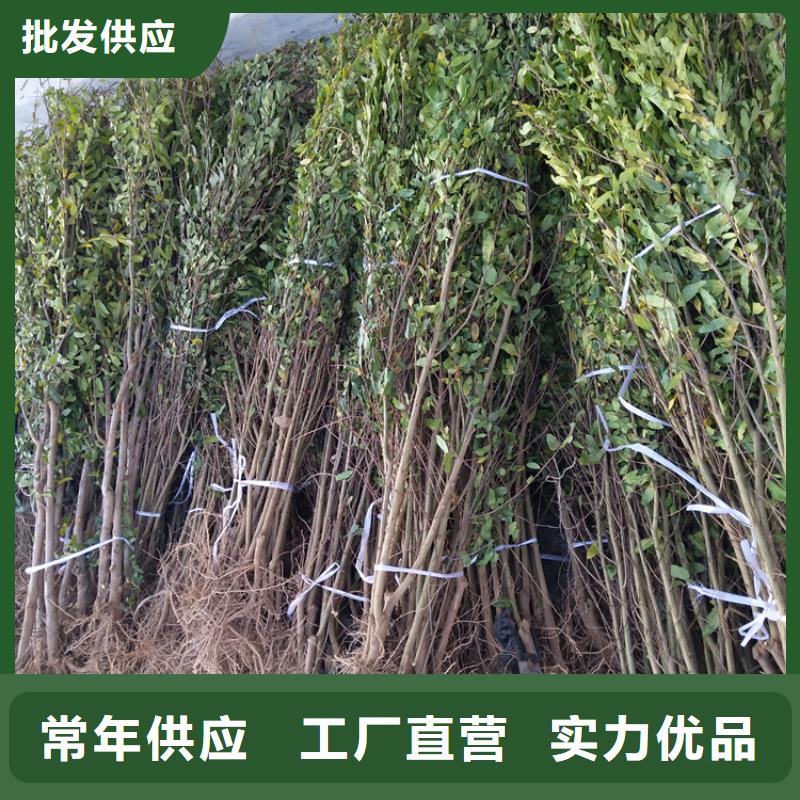 石榴_草莓苗可接急单